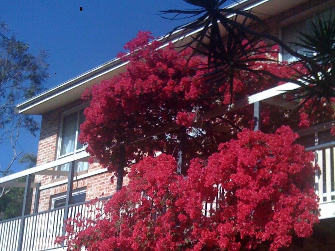 Linley House Sidney Exterior foto